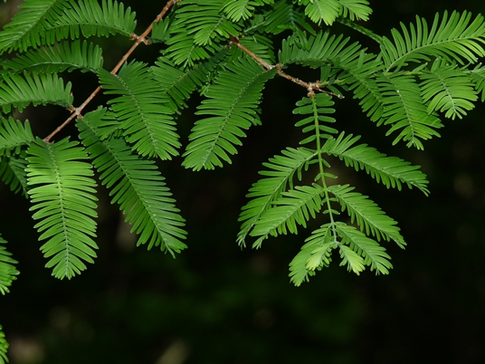 {Metasequoia glyptostroboides}